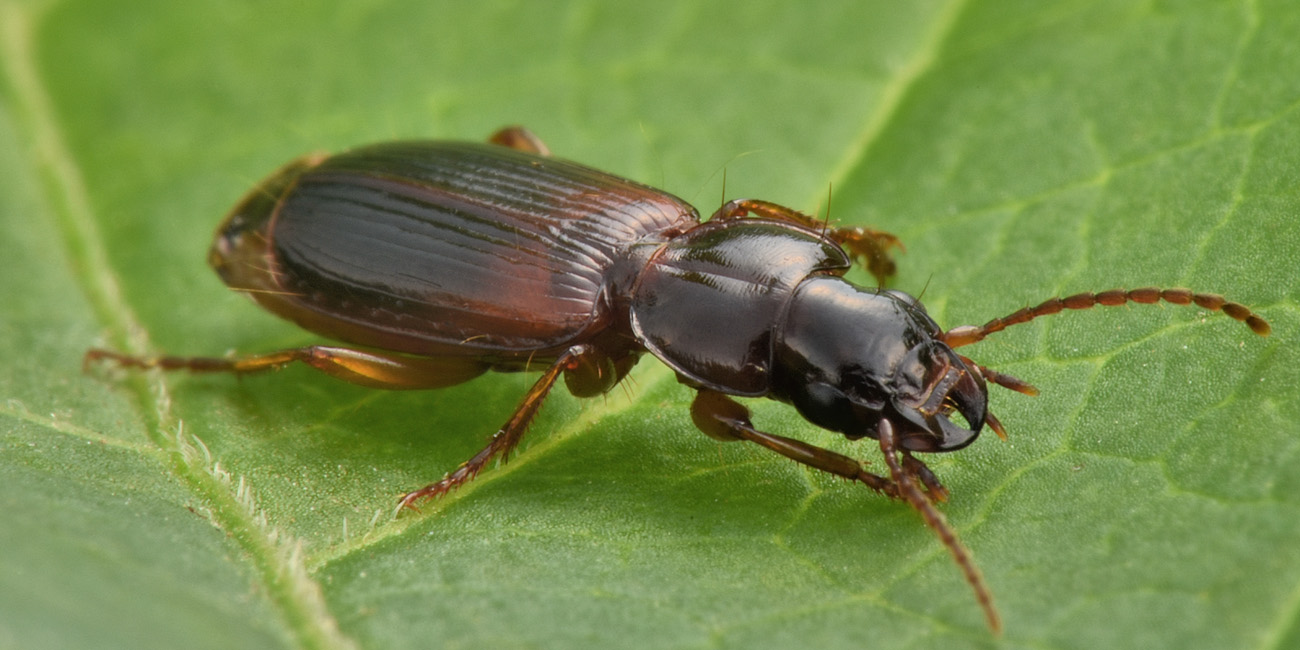 Carabidae: Potrebbe essere lui? cerrrto che � lui! Pseudomasorerus canigoulensis